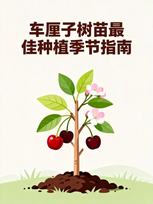 樱桃树苗什么时候种植?最佳时机与完整种植步骤指南 四、栽植深度:根颈与地面平齐