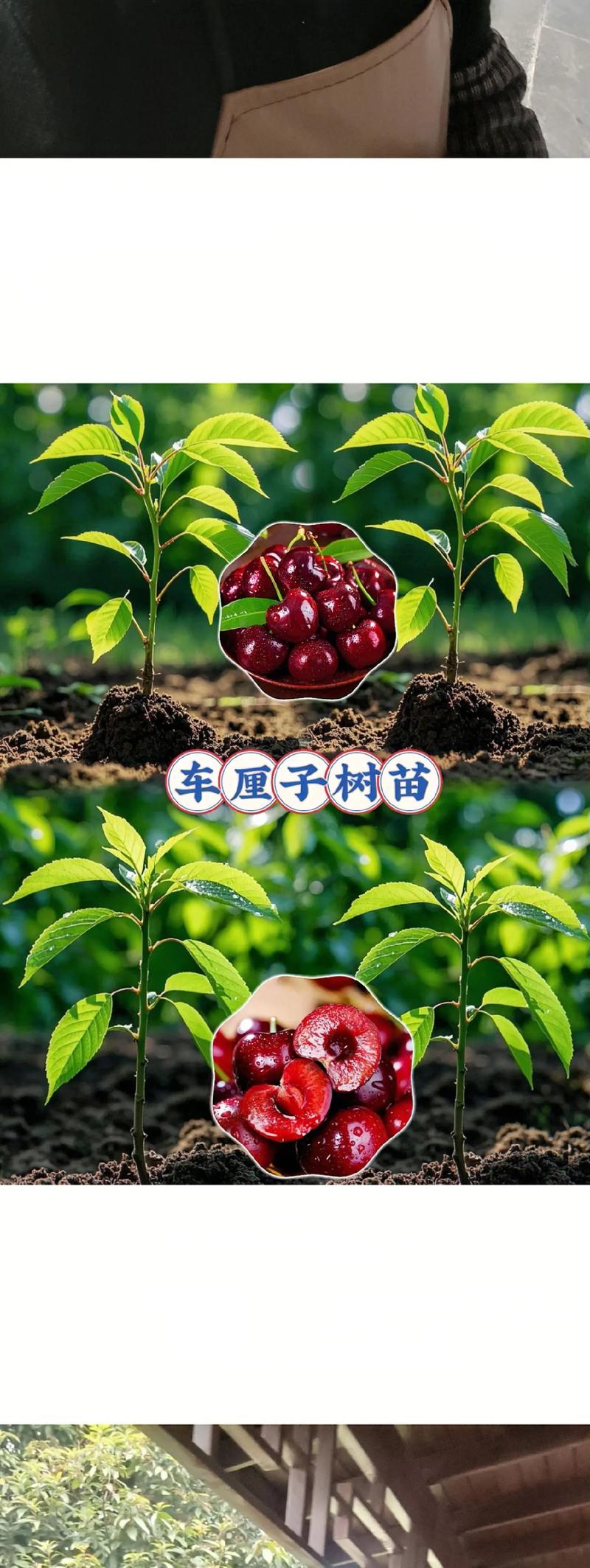 樱桃树苗什么时候种植?最佳时机与完整种植步骤指南 三、栽前处理:剪根消毒蘸生根剂