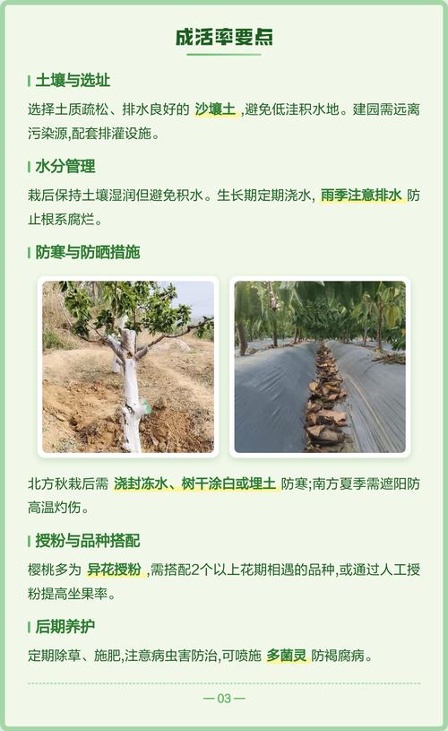 樱桃树苗什么时候种植?最佳时机与完整种植步骤指南 七、成活注意事项:提前识别问题
