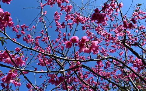 钟花樱是樱花吗？一文读懂钟花樱与樱花的真实关系