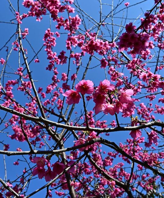 钟花樱是樱花吗？一文读懂钟花樱与樱花的真实关系