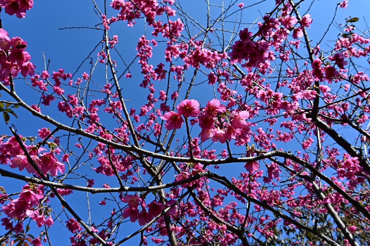 钟花樱是樱花吗？一文读懂钟花樱与樱花的真实关系