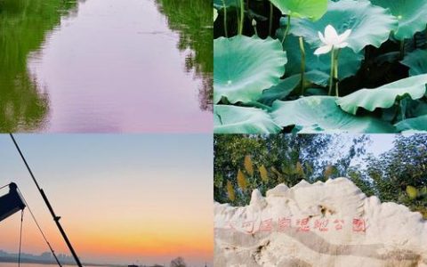 芦苇在池塘与河道中的生态应用：水深、基质、净化与管理全析