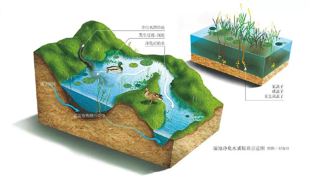 水质净化能力分析