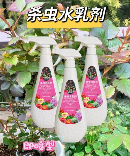 月季花自制杀虫水：家庭园艺安全防治全攻略