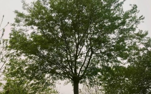 30公分朴树价格是多少？规格、产地、采购量影响报价
