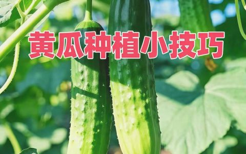 黄瓜如何栽种？从选时到缓苗的七步实用指南，新手也能种出高产黄瓜