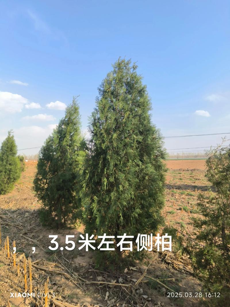 一棵松柏树多少钱?2025年最新价格参考与影响因素解析 数量:批发大幅优惠