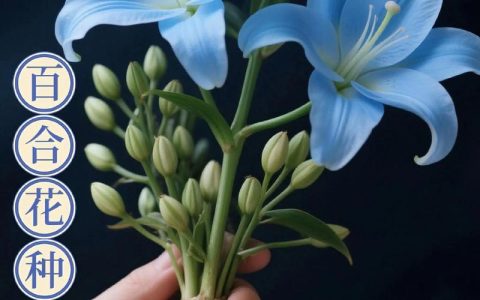 百合一个种球能生几支花？影响花枝数量的关键因素与养护指南