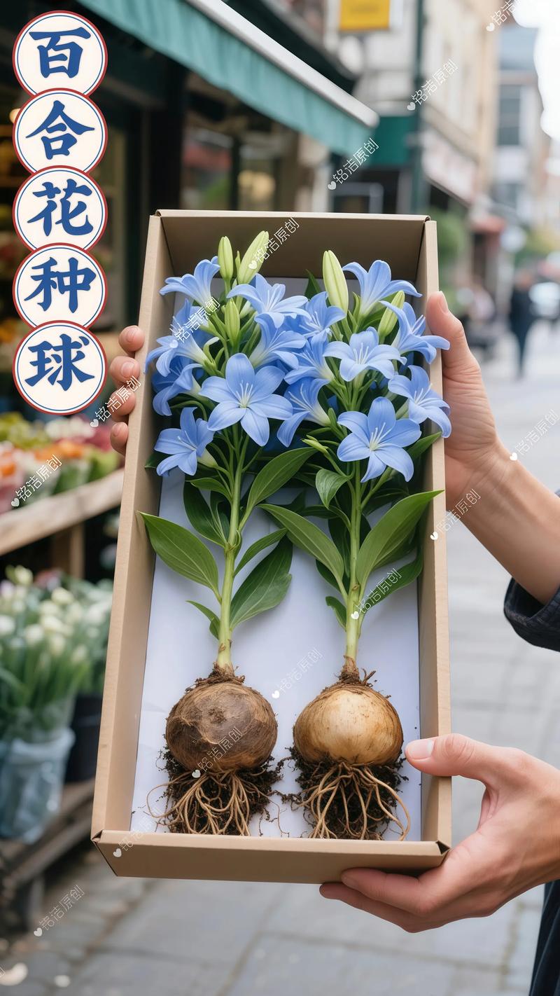 盆栽与地栽选择决策：影响最终花枝数