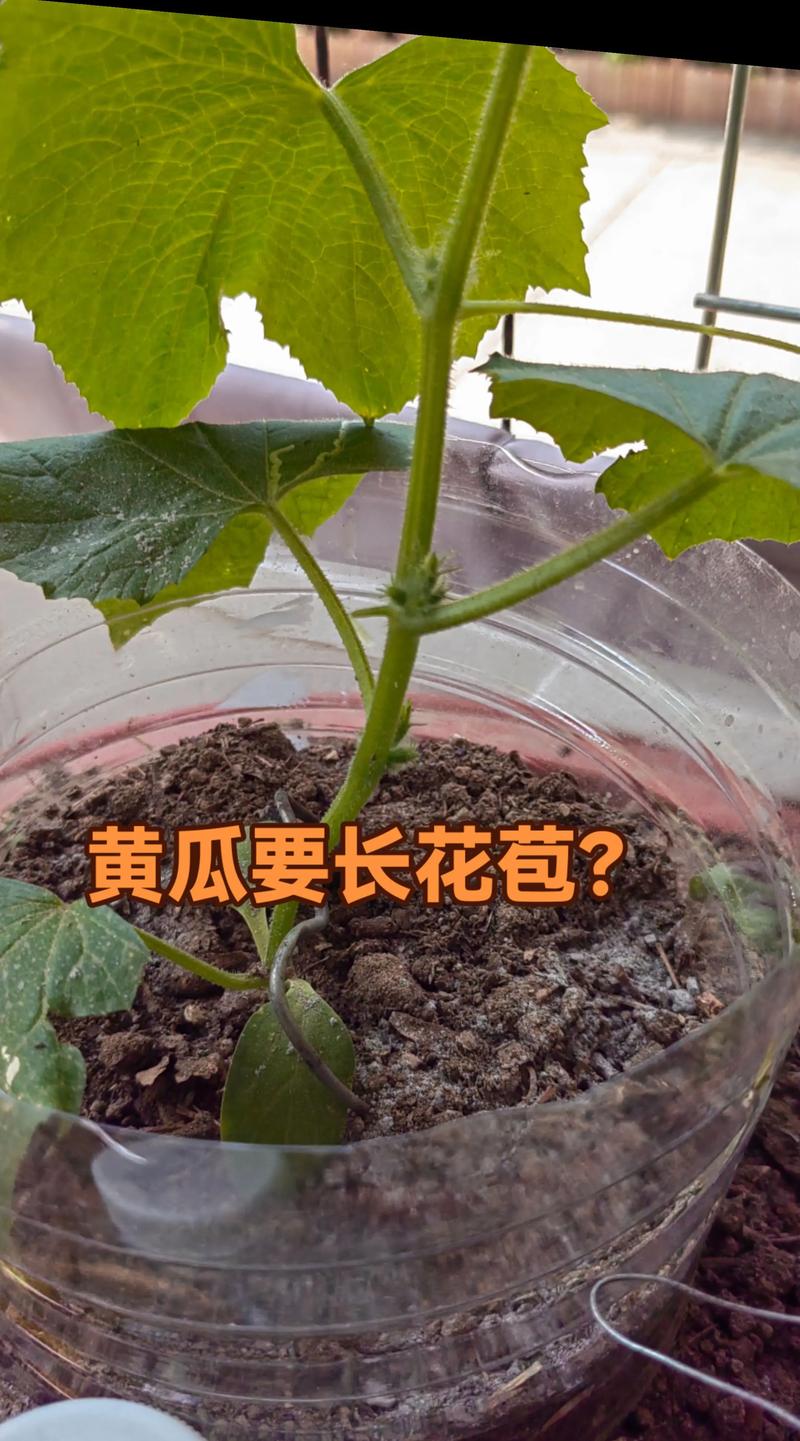 黄瓜苗很小就开花怎么办?快速处理与促壮方法全解析 导致黄瓜苗早花的4个关键因素