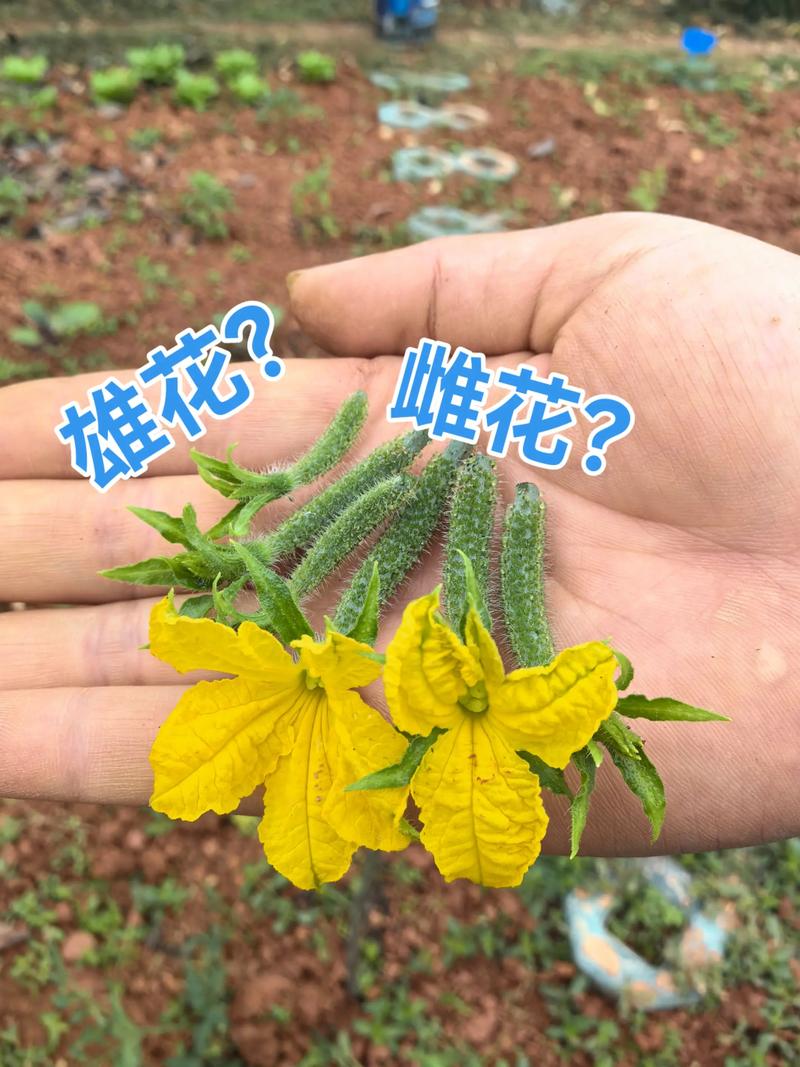 黄瓜苗很小就开花怎么办?快速处理与促壮方法全解析 后续促花促果管理要点
