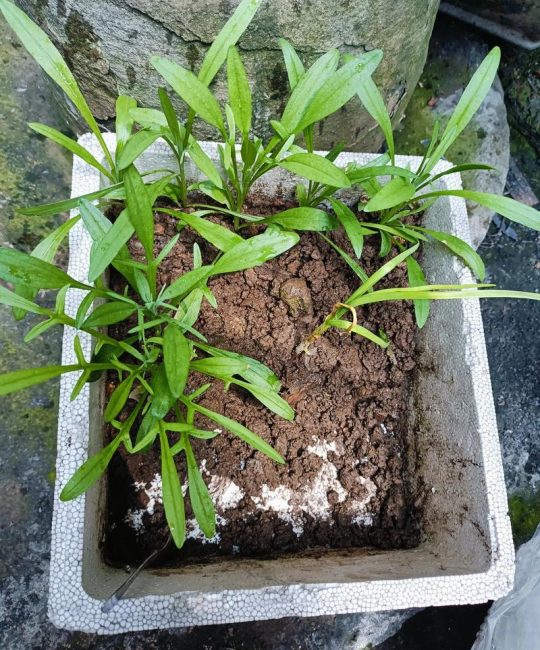 矢车菊幼苗什么样？从子叶到真叶的完整识别与养护指南