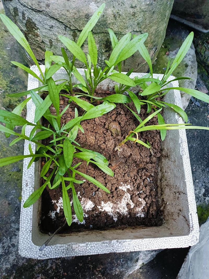 矢车菊幼苗什么样?从子叶到真叶的完整识别与养护指南 矢车菊幼苗什么样?从子叶到真叶的完整识别与养护指南
