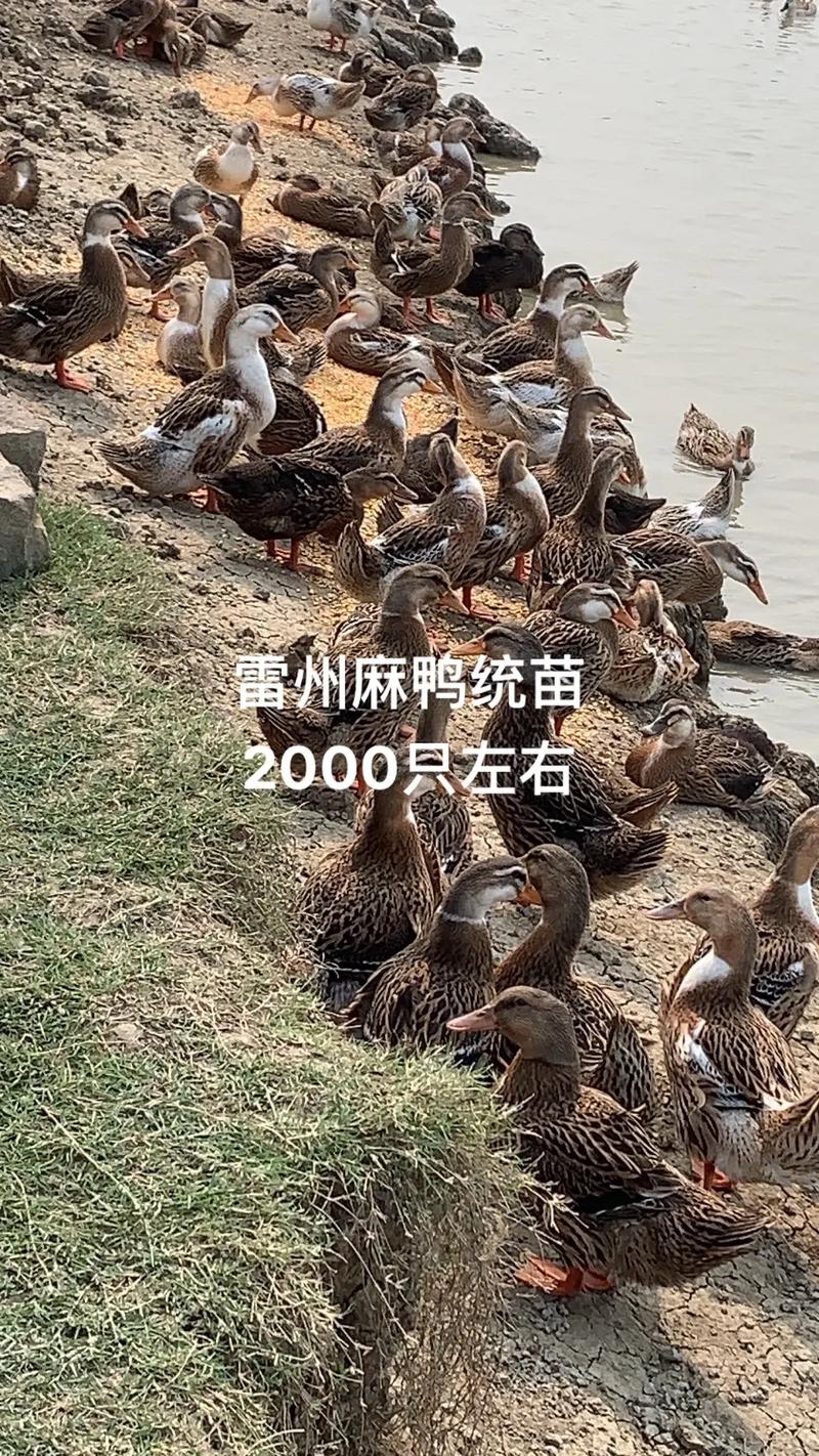 产地因素：区域差异明显
