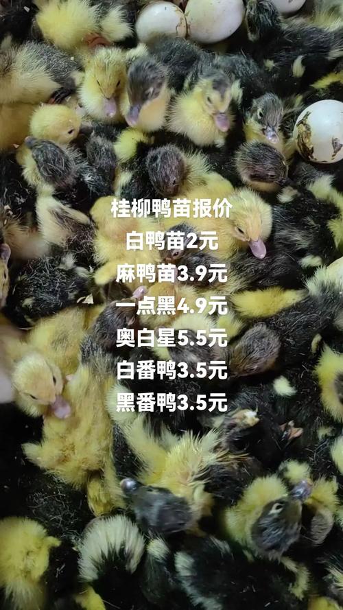 规格因素：日龄是核心
