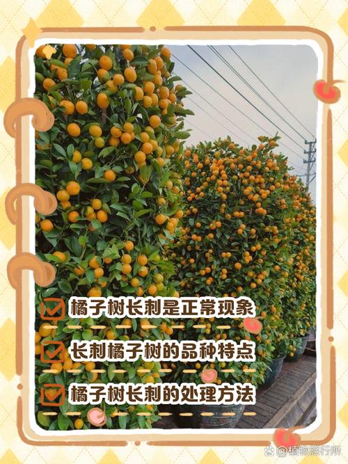 金桔树长刺吗?了解带刺的奥秘与养护技巧 带刺金桔树的养护注意事项