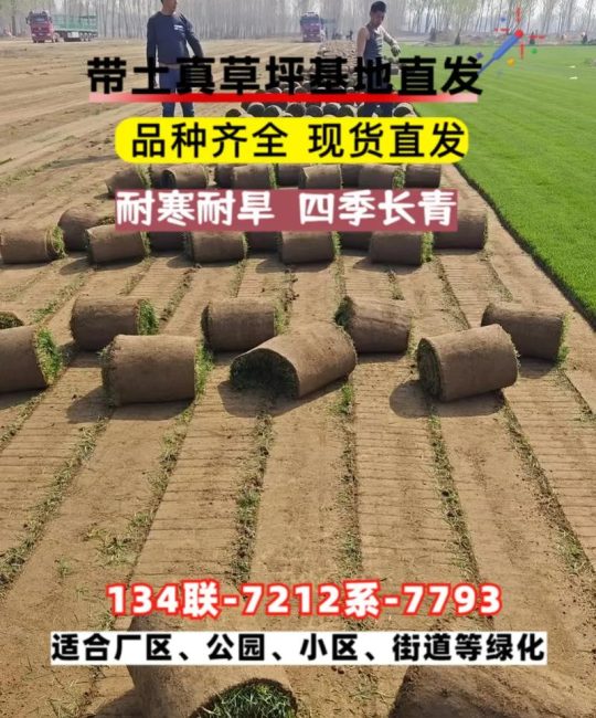 草籽多少钱一斤？2026年草坪草籽价格与选购指南