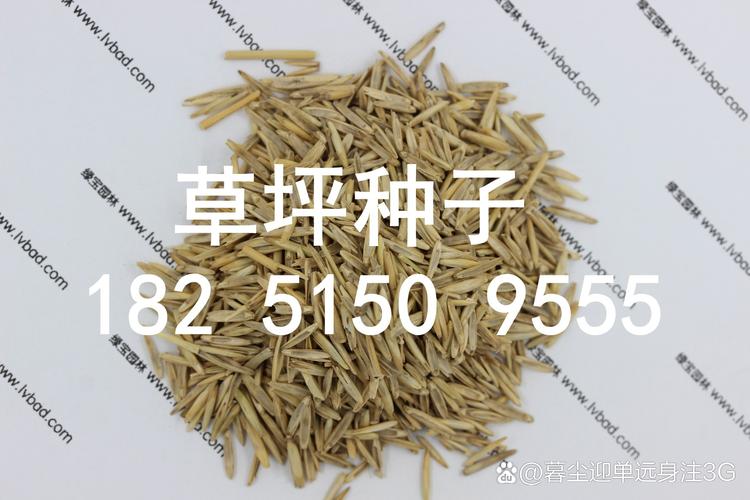 草籽多少钱一斤?2026年草坪草籽价格与选购指南 常见错误