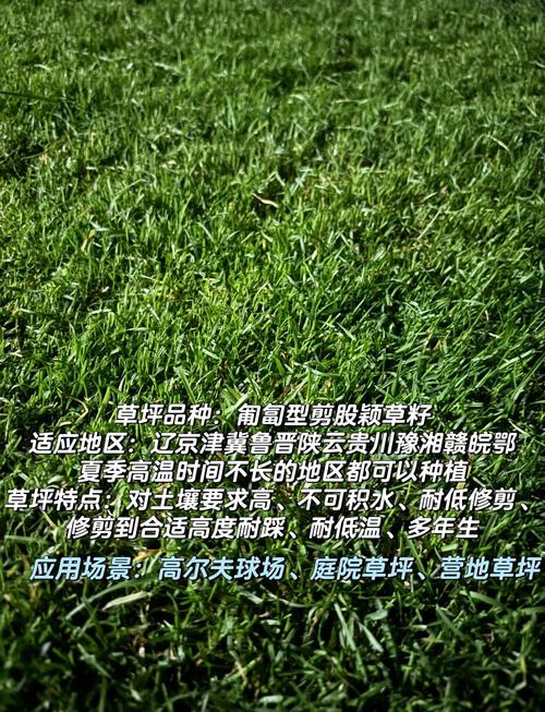 草籽多少钱一斤?2026年草坪草籽价格与选购指南 总结