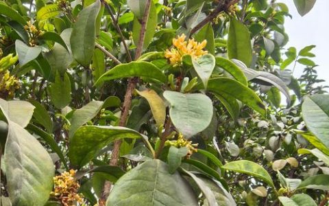 四季桂花能四季开花吗？花期、养护要点与促花实战指南