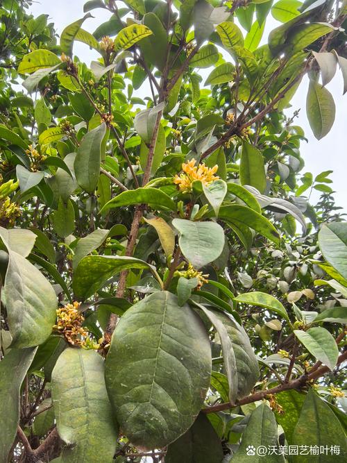 四季桂花能四季开花吗?花期、养护要点与促花实战指南 四季桂花能四季开花吗?花期、养护要点与促花实战指南