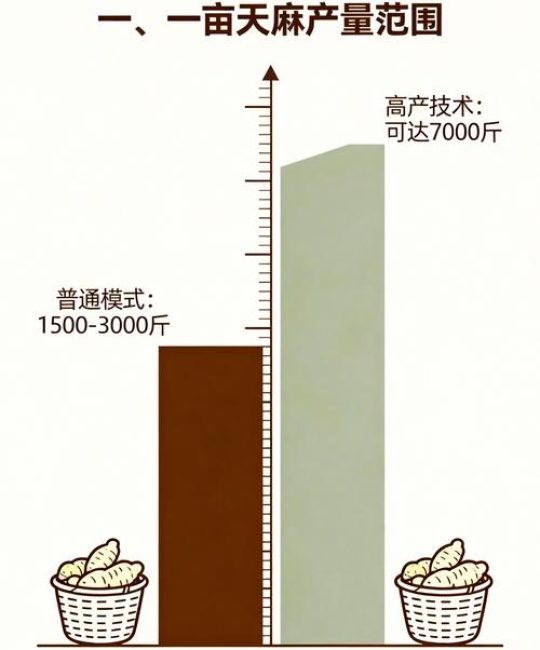 天麻种植技术指南：一亩地利润多少及种植全流程详解