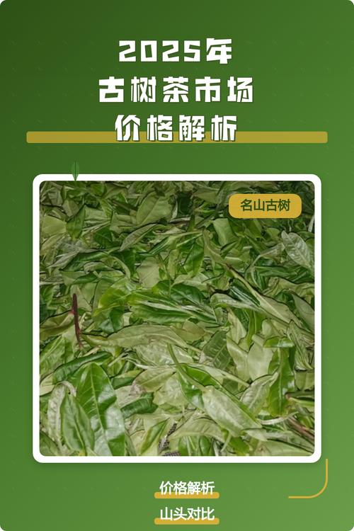 原生态古树茶多少钱?2025年价格参考与五大影响因素 季节:春茶贵、秋茶稳
