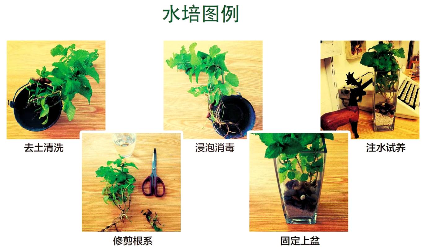 水培植物如何固定?池塘与河道中挺水、浮水、沉水植物的三种核心固着方案 挺水植物:种植篮+粘土基质,水深0-30cm