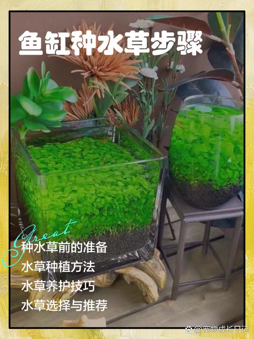 水培植物如何固定?池塘与河道中挺水、浮水、沉水植物的三种核心固着方案 总结:固定成功的关键三步