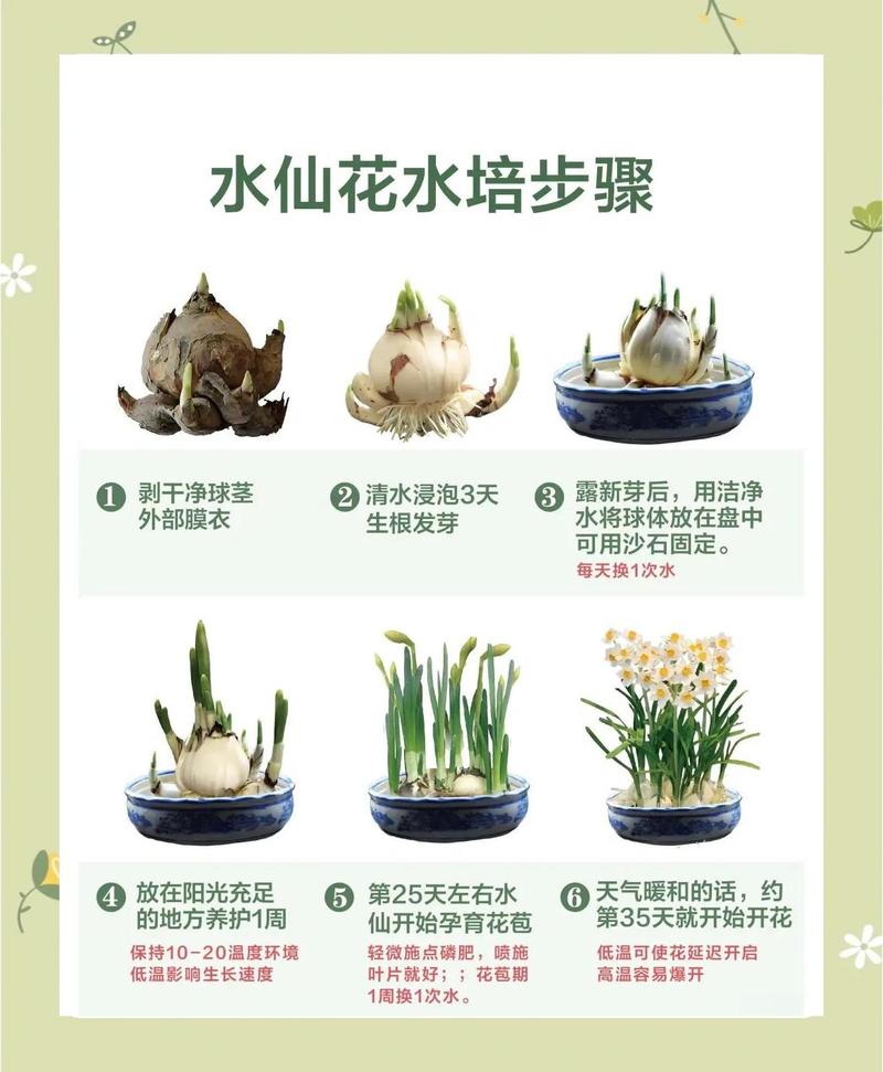水培植物如何固定?池塘与河道中挺水、浮水、沉水植物的三种核心固着方案 FAQ