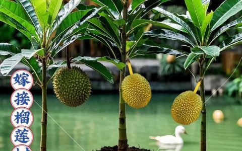 榴莲苗什么季节种好？最佳种植时间与技巧全解析