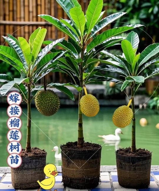 榴莲苗什么季节种好？最佳种植时间与技巧全解析