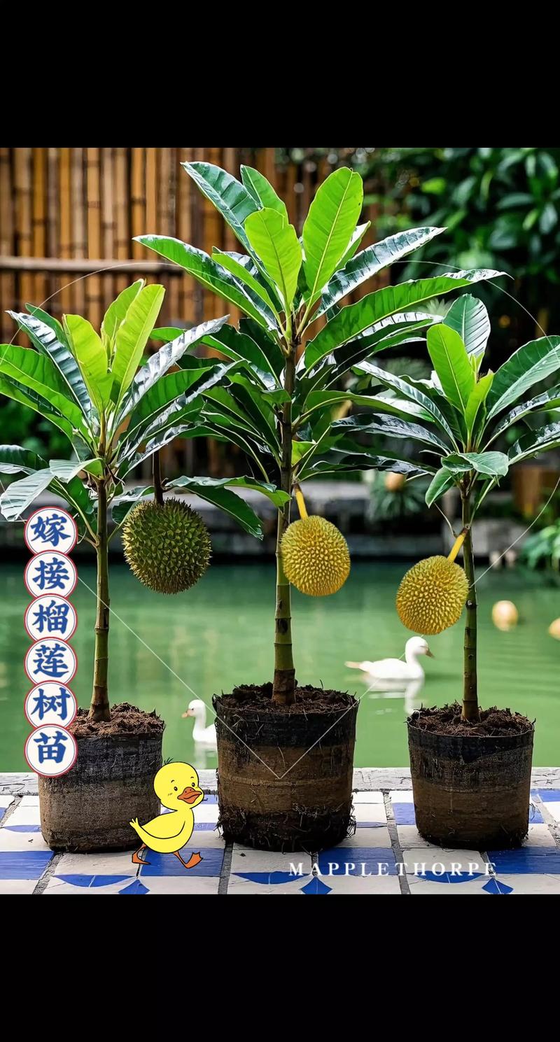 一、榴莲苗的生长习性