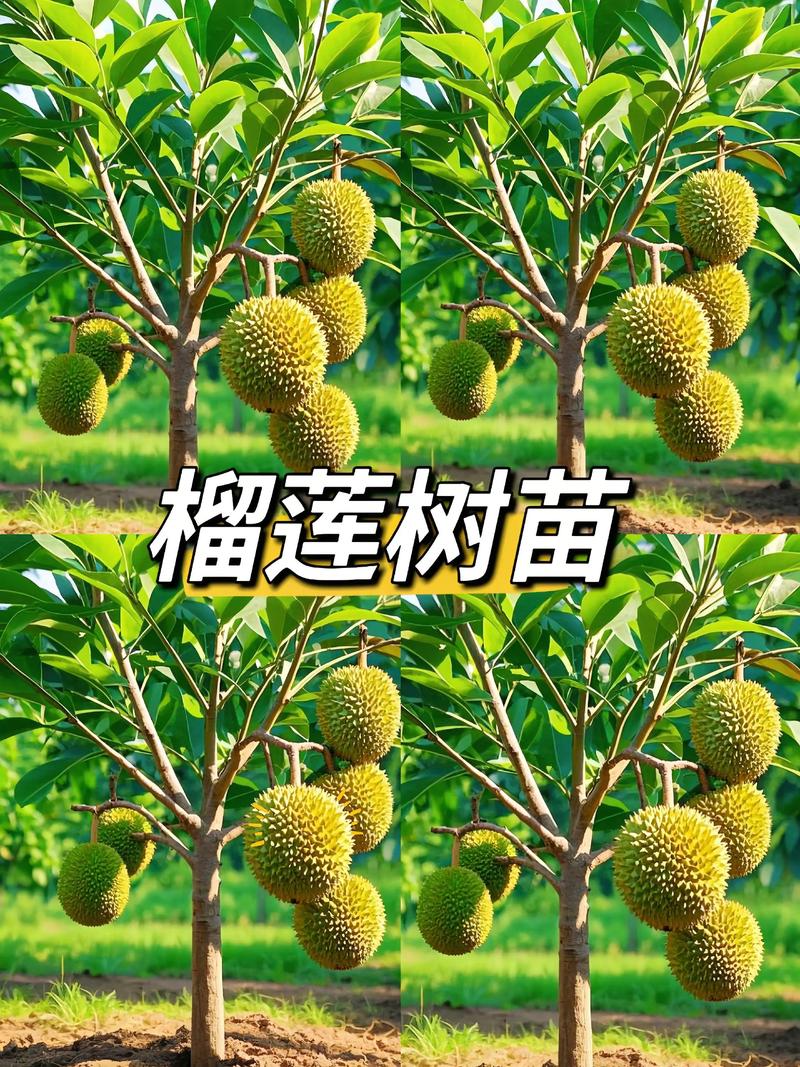 六、后期养护要点