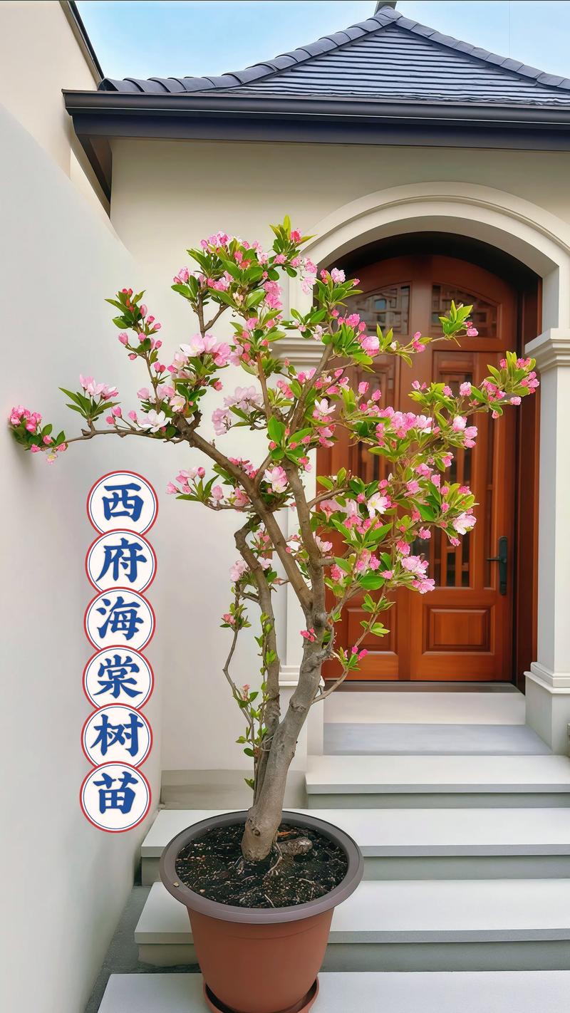 家里种海棠树是否吉利?科学解读与庭院盆栽种植方案 一、关于"吉利"的文化解读与科学态度