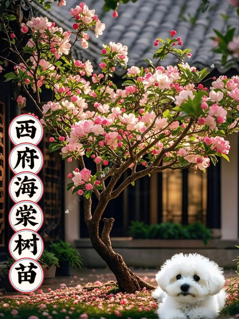 家里种海棠树是否吉利?科学解读与庭院盆栽种植方案 四、阳台盆栽方案(以贴梗海棠为例)