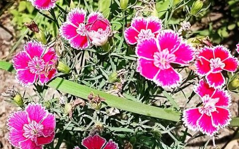 石竹花是康乃馨吗？揭开两种花卉的真实关系