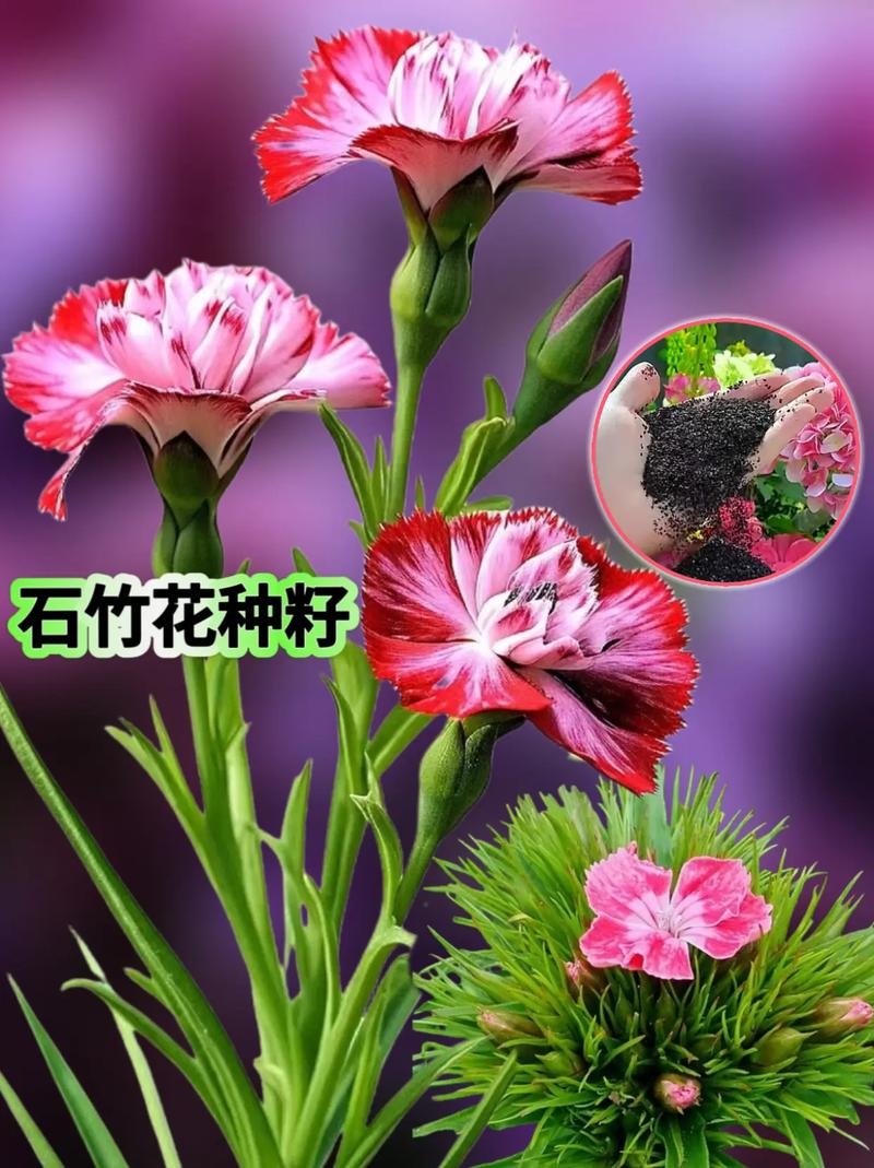 五、养护小贴士：让石竹花与康乃馨都爆盆