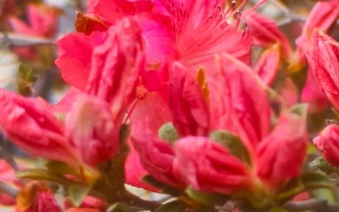 杜鹃花什么时候开？掌握花期规律，四季赏花不是梦