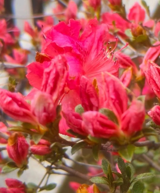 杜鹃花什么时候开？掌握花期规律，四季赏花不是梦