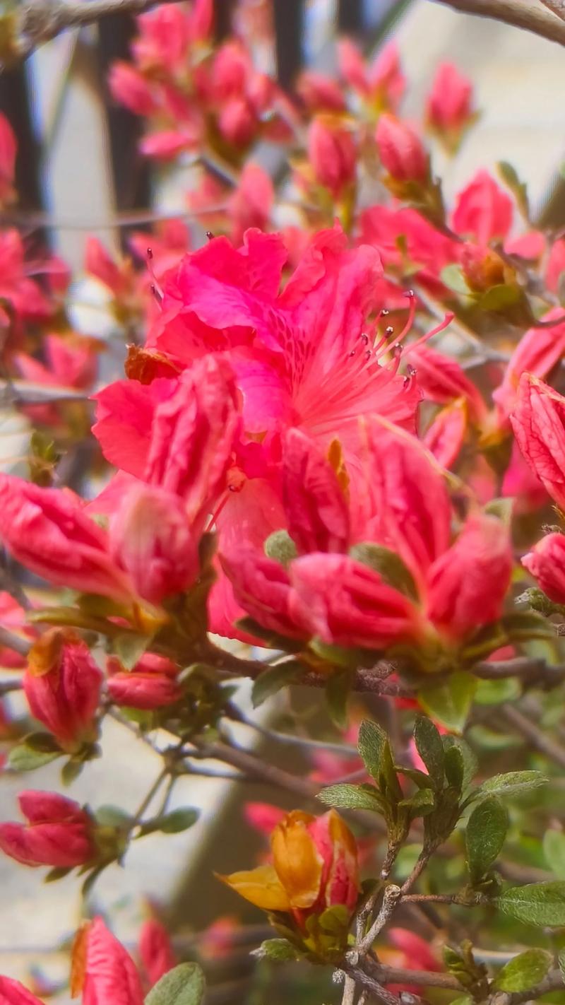 杜鹃花什么时候开？掌握花期规律，四季赏花不是梦