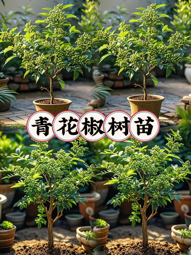 二、起苗与土球标准（关键一步）