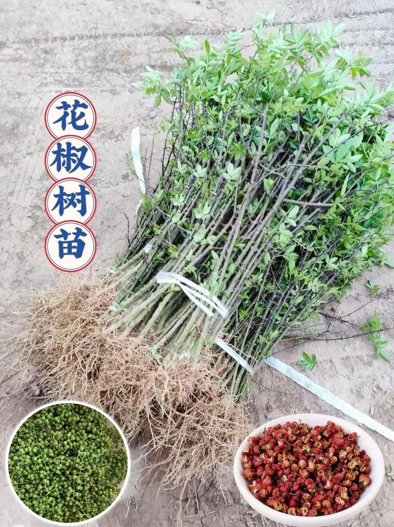 六、遮阴与缓苗管理
