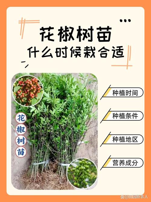 五、浇定根水（夏季特殊要求）
