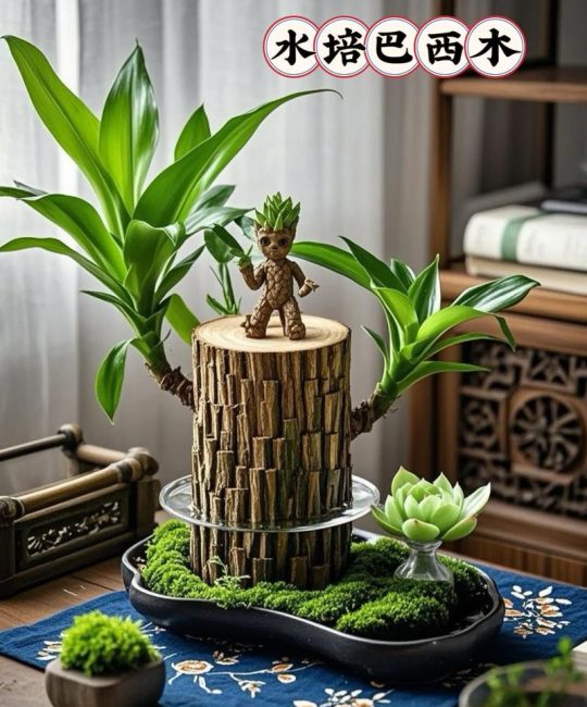 水宝宝适合水培植物吗？专家详解基质选择与替代方案