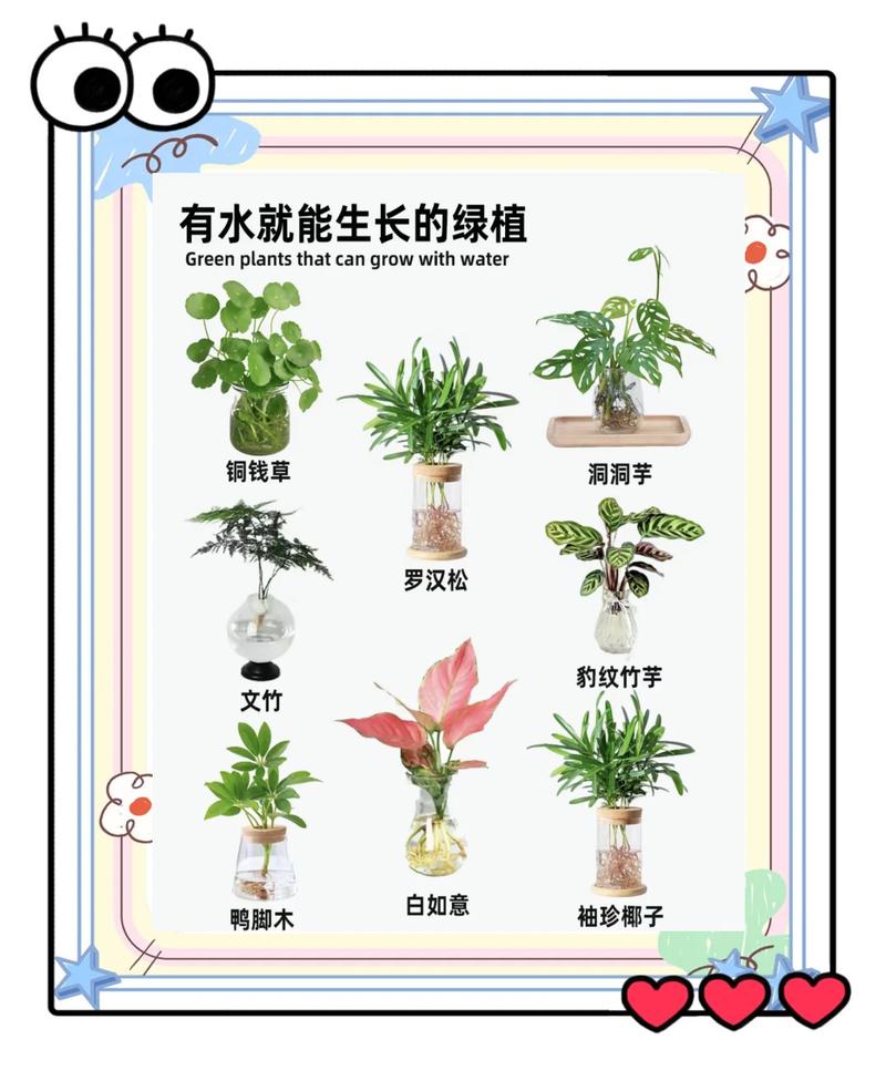 水宝宝适合水培植物吗?专家详解基质选择与替代方案 如果坚持使用水宝宝,请按以下步骤操作