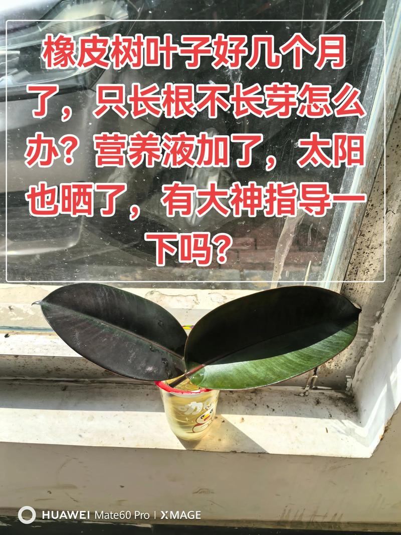 水宝宝适合水培植物吗?专家详解基质选择与替代方案 判断水宝宝是否适合您的水生植物的标准