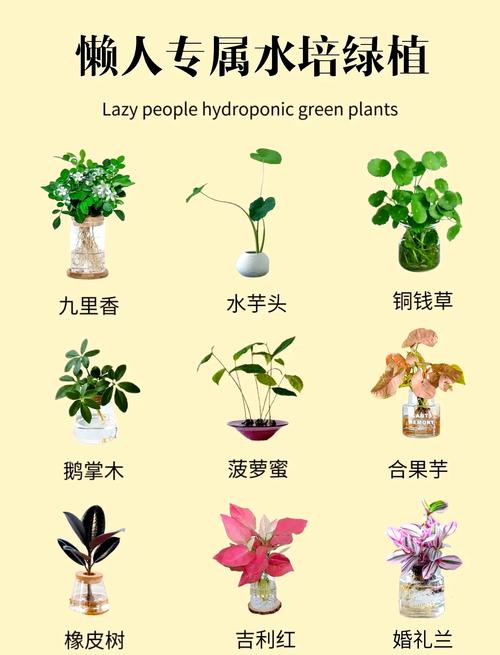 水宝宝适合水培植物吗?专家详解基质选择与替代方案 总结