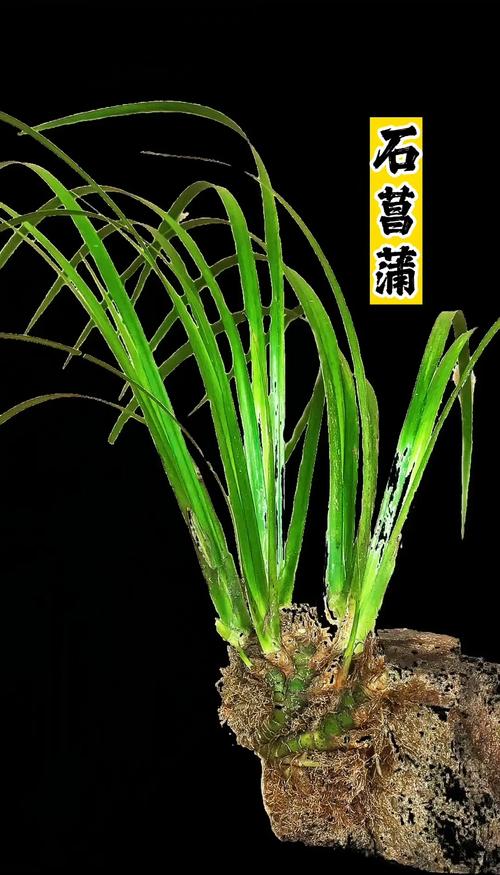 家里种石菖蒲的3个判断标准